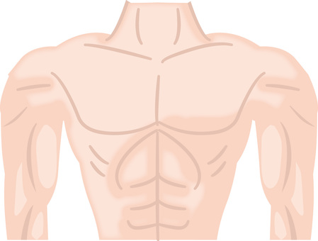 マッチョ　 筋肉,ボディ,マッチョ,肉体,腕,上半身,健康,男性のイラスト素材