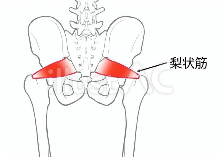 梨状筋 梨状筋,筋,筋肉のイラスト素材