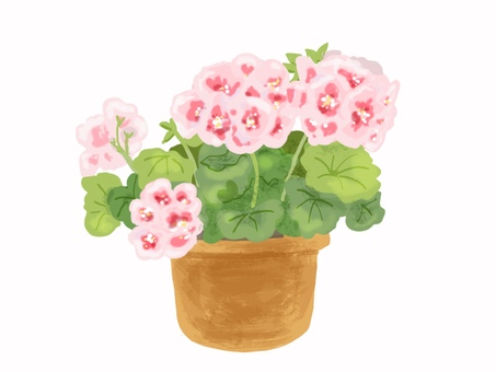 ゼラニウム ゼラニウム,花,鉢植え,植物,手描き,リアルのイラスト素材