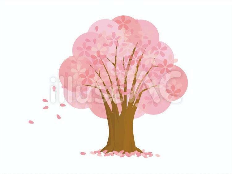 桜 桜,春,花のイラスト素材