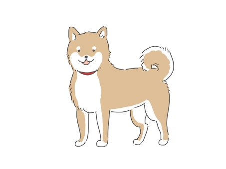 柴犬 柴犬,立っている,笑う,茶柴,かわいい,日本犬のイラスト素材