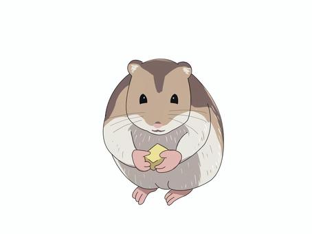 ハムスター（正面） ジャンガリアンハムスター,ヒメキヌゲネズミ,ドワーフハムスター,ハムスター,動物,正面のイラスト素材