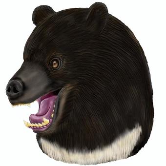 リアルなツキノワグマの頭 ツキノワグマ,熊,猛獣,獣,凶暴,野生動物,危険生物,アニマル,動物,哺乳類のイラスト素材