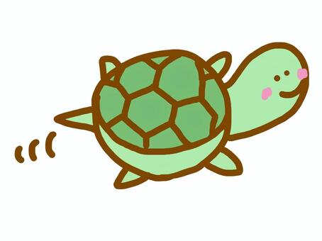 turtle, creatures, JPG and PNG