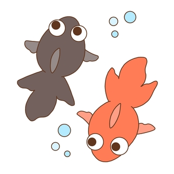 スイスイ金魚 金魚,出目金,魚,生き物,黒,赤のイラスト素材