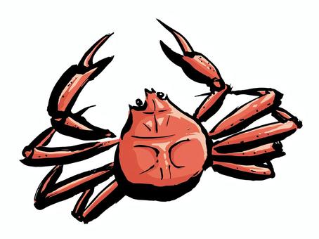 ズワイガニ かに,ズワイ,松葉蟹,筆,手書き,シンプル,力強い,甲殻類,海鮮,魚介のイラスト素材