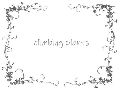 モノトーンなつる植物 モノトーン,つる植物,文字あり,背景無し,白,黒,グレーのイラスト素材
