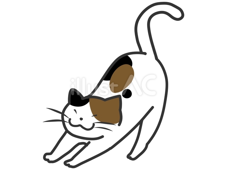 伸びをする猫　三毛 伸び,伸びる,三毛のイラスト素材