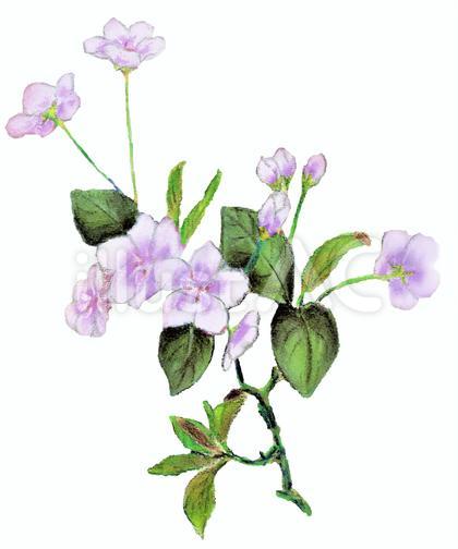 紫 花 色鉛筆