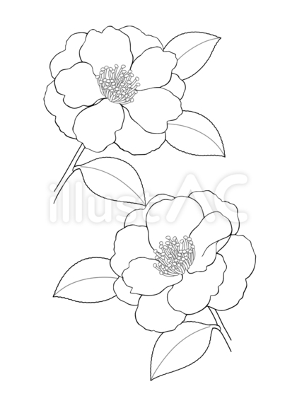 塗り絵 サザンカ(山茶花)