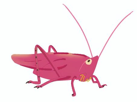 夏の虫7 昆虫,虫,バッタ,クビキリギス,ピンク,夏,採集,かわいい,オリジナル,シンプルのイラスト素材
