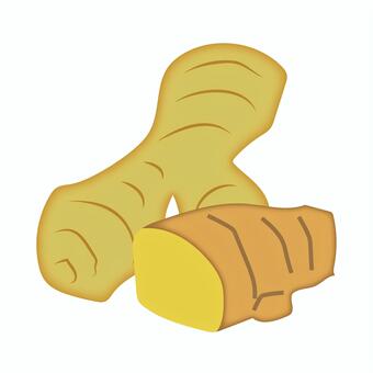 シンプルなショウガのイラスト ショウガ,根ショウガ,ジンジャー,冷え性,ショウガオール,血行,血流改善,漢方,生薬,香辛料のイラスト素材