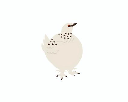 ライチョウ04 雷鳥,野鳥,手書き,ゆるい,自然のイラスト素材