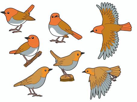 コマドリ７種 コマドリ,オス,メス,鳥,野鳥,可愛い,綺麗,横顔,止まり木,振り返るのイラスト素材