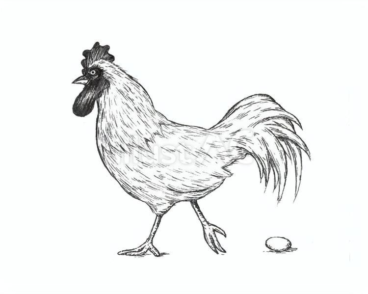卵を産んだばかりの鶏(にわとり) 鶏,卵,鳥のイラスト素材
