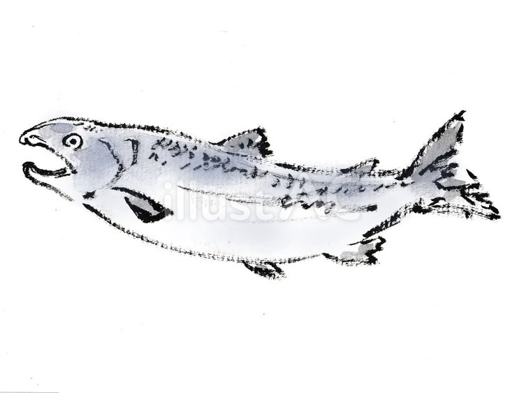 さっぱりした味わいの秋鮭 鮭,秋鮭,魚のイラスト素材