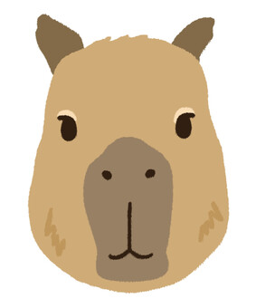 正面を向いたかわいいカピバラのアップ カピバラ,顔,微笑む,動物園,笑う,笑顔,表情,哺乳類,正面,一匹のイラスト素材