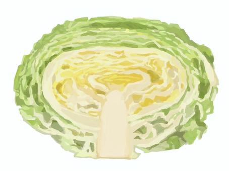 リアルすぎないキャベツ(半分カット) 食べ物,野菜,キャベツ,半分,断面,カット,半玉,葉物野菜のイラスト素材
