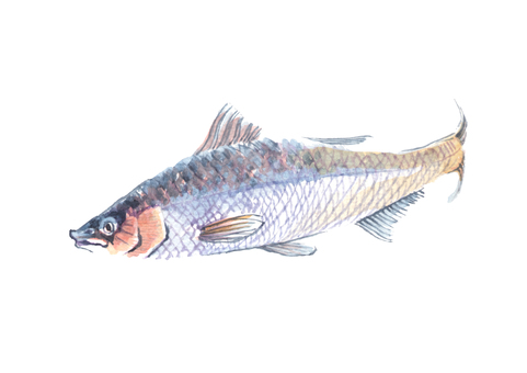 魚の水彩画イラスト 魚の水彩画イラスト 魚,海水魚,淡水魚,大きい,泳ぐ,水彩,イラスト,ベクター,白背景のイラスト素材