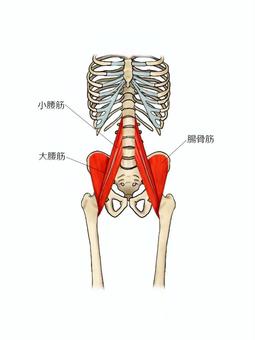 腸腰筋のイラスト ガイコツ,解剖,骨,腸骨筋,モデル,骨格,解剖学,人体模型,脊柱,頭蓋骨のイラスト素材