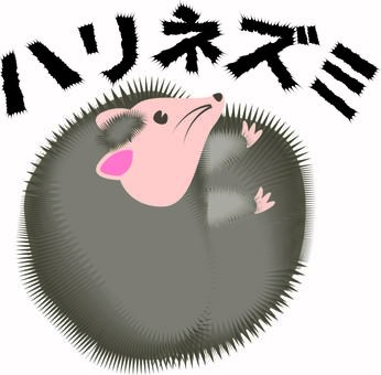 ハリネズミ  ハリネズミ  ハリネズミ,針,トゲトゲ,警戒,小動物,丸い,ペット,かわいい,カタカナのイラスト素材