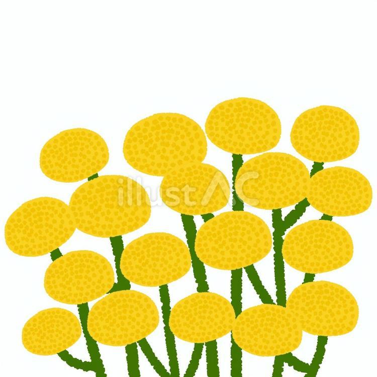 タンジー　花　イラスト　手描き タンジー,花,植物のイラスト素材