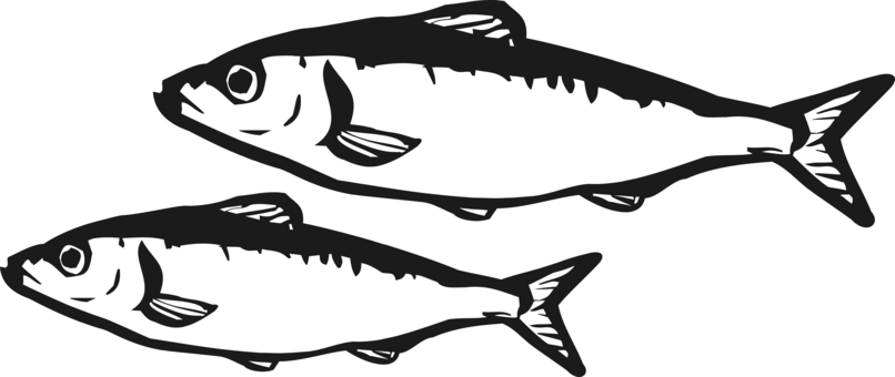 筆で描いた ままかり（サッパ） 手描き,シンプル,リアル,筆描き,魚介類,ままかり,ママカリ,サッパ,モノクロのイラスト素材