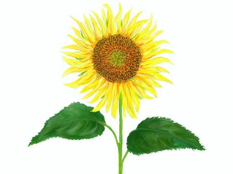 Illustration, sunflower, flower, plant, JPG