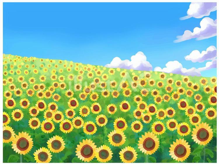 ひまわりの丘 ひまわり,丘,花のイラスト素材