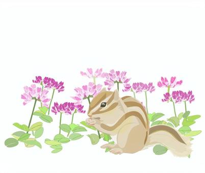 Astragalus flower and squirrel, astragalus, a squirrel, flower, JPG and PNG