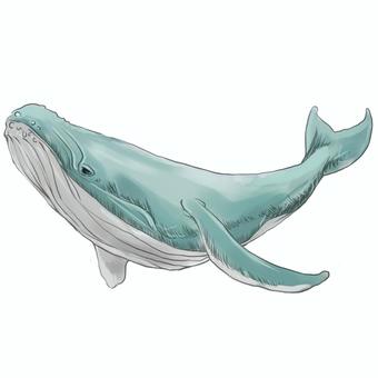 クジラ クジラ,海,泳ぐ,夏,動物,いきもの,水彩,リアル,かわいい,手書きのイラスト素材