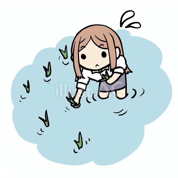 田植えをする女性 女性,田植え,田んぼのイラスト素材