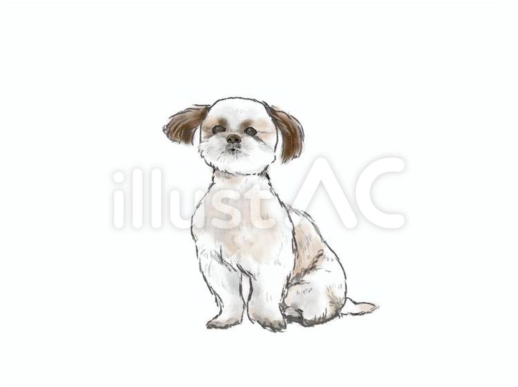 シーズー犬イラスト No 無料イラストなら イラストac