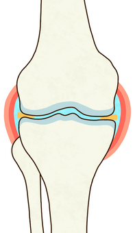 膝の関節（右・正面） 膝,右膝,関節,軟骨,断面,大腿骨,脛骨,腓骨,関節液,関節包のイラスト素材