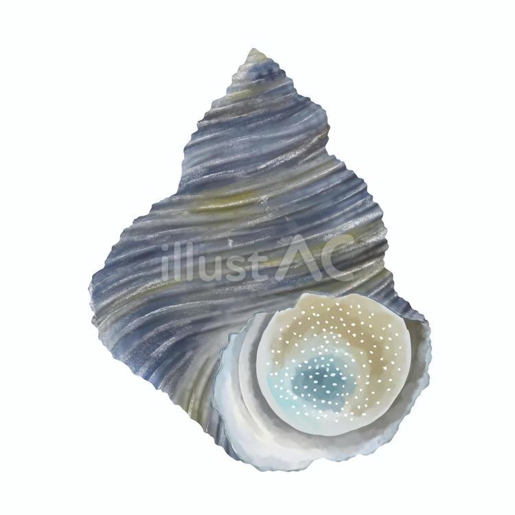 新鮮なサザエ サザエ,貝,スケッチのイラスト素材