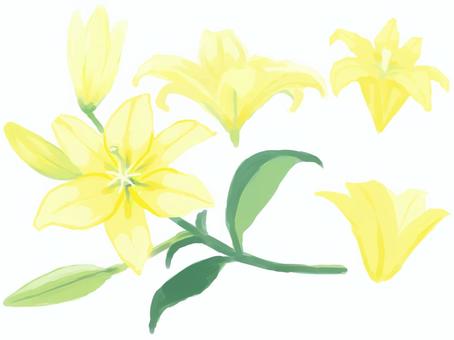 ユリ(黄色) ユリ,黄色,緑,葉っぱ,蕾,花,植物,花言葉,イラスト,自然のイラスト素材