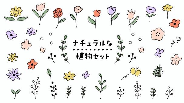 Illustration, flower, plant, line, 