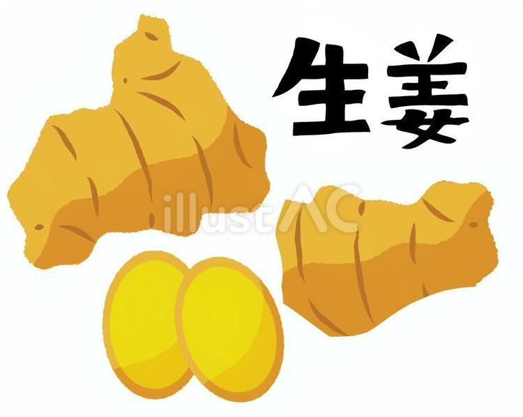 生姜 生姜,根,和風のイラスト素材