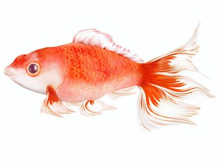 Goldfish (Japanese goldfish), JPG and PNG Goldfish (Japanese goldfish), , JPG and PNG