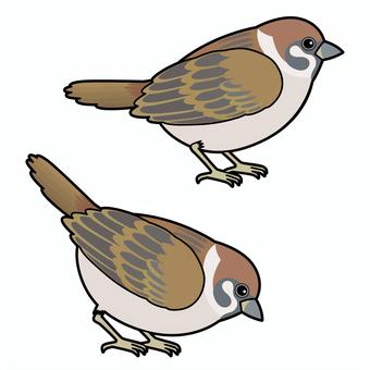 2羽のスズメ_輪郭あり すずめ,小鳥,鳥,野鳥,小動物,雀,さえずりのイラスト素材