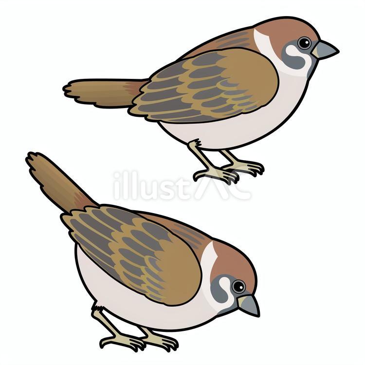 2羽のスズメ_輪郭あり すずめ,小鳥,鳥のイラスト素材