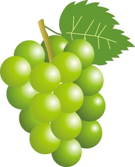 果物_シャインマスカット シャインマスカット,ぶどう,果物,農園,畑,農家,農業のイラスト素材