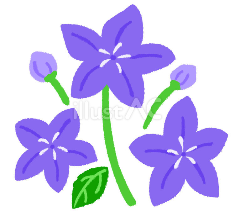 秋の七草の一つの桔梗の花 桔梗,花,紫のイラスト素材