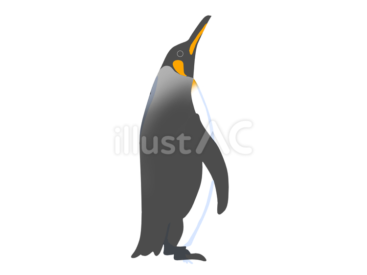 オウサマペンギン（見上げる・主線なし） ペンギン,動物,鳥のイラスト素材
