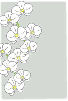 胡蝶蘭のポストカード 銀鼠色 胡蝶蘭,らん,花,植物,喪中,お悔み,仏事,不祝儀,弔事,慶事のイラスト素材