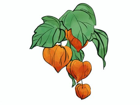 ホオズキの挿絵風素材 ホオズキの挿絵風素材 ホオズキ,夏,植物,風物詩,赤い,シンプル,挿絵,オブジェクトのイラスト素材