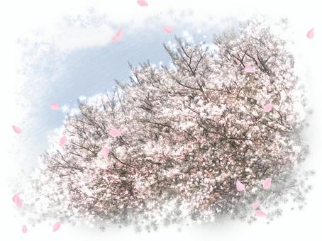 Illustration, cherry blossoms, full bloom, petal, 