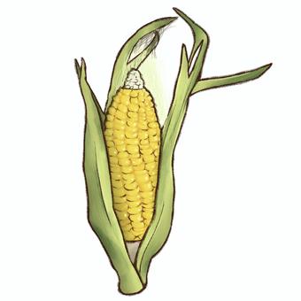 Corn illustration, JPG and PNG Corn illustration, corn, corn, vegetables, JPG and PNG