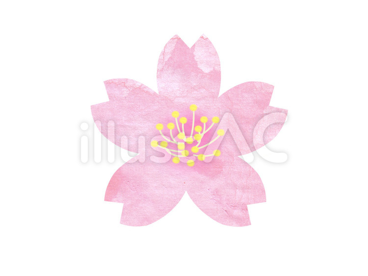 桜01 桜,花,フラワーのイラスト素材