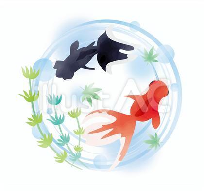 水彩夏_金魚02